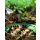 5x Blumenzwiebel Pflanzschale Ø 31 x Höhe 5,6cm dunkelgrün